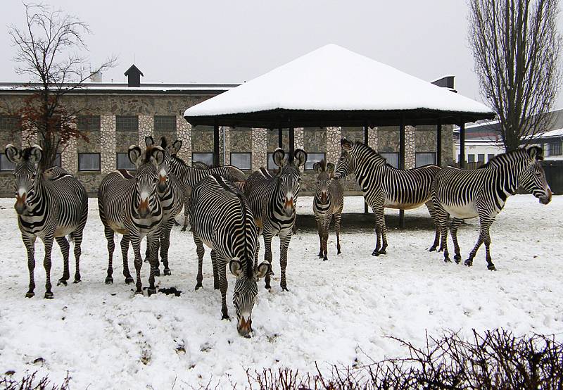 Zima v královédvorské zoo - zebry na sněhu