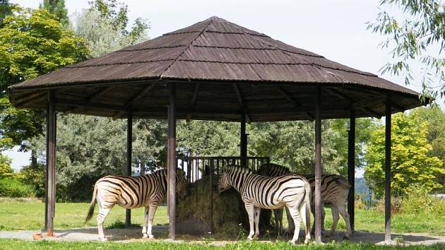 ZOO Dvůr Králové