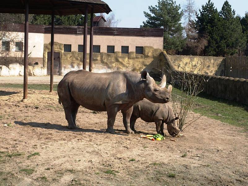 V královédvorské zoologické zahradě se den před velikonočním pondělím konal křest dvou samiček nosorožce černého. Narodily se v prosinci. Jména Eva a Jasmine jim vybrali herci Květa Fialová a Ondřej Vetchý.