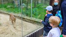 V sobotu dorazilo do Safari Parku Dvůr Králové 3374 lidí.
