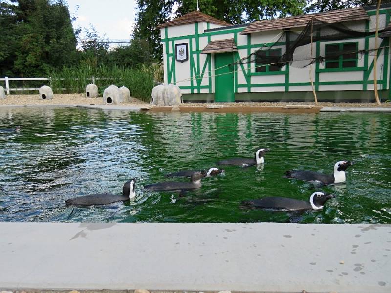 Africké dny v Safari parku Dvůr Králové nad Labem.