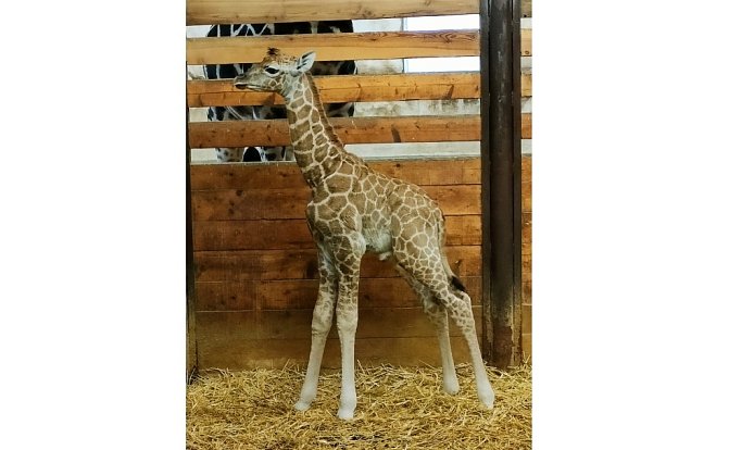 Prvním mládětem, které se v Safari Parku Dvůr Králové narodilo v roce 2023, je samec žirafy Rothschildovy.