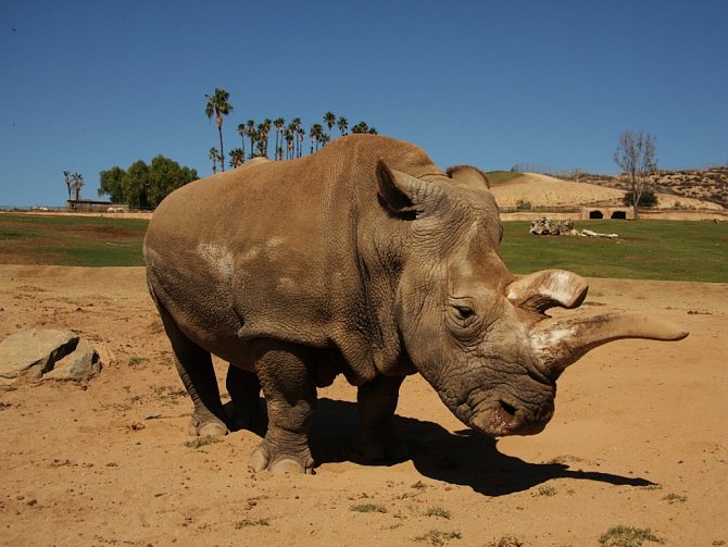 Samice nosorožce Nola na snímku z roku 2014