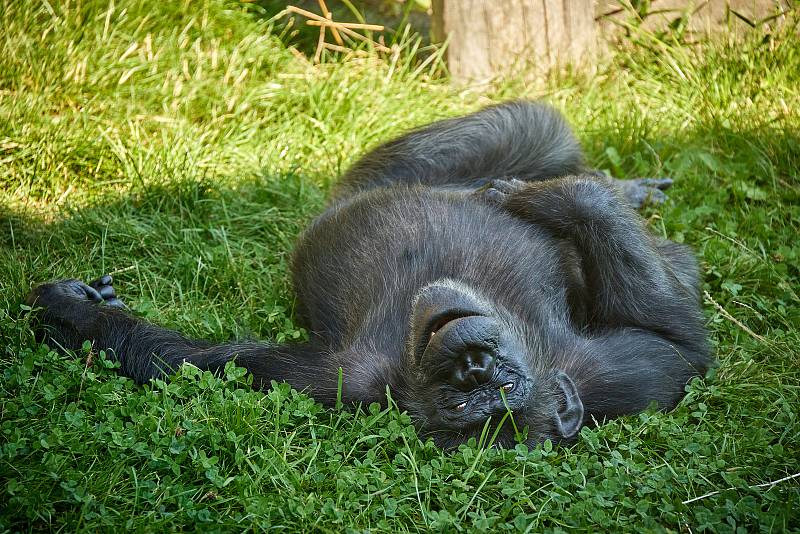 Africký víkend v Safari Parku Dvůr Králové.