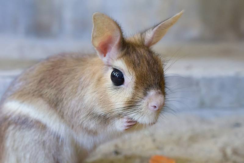 Nové přírůstky v Safari Parku Dvůr Králové nad Labem: noháči jihoafričtí.