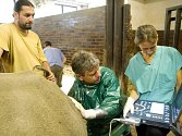SAMICI NABIRE vyšetřovali reprodukční orgány veterináři v královédvorské zoo.