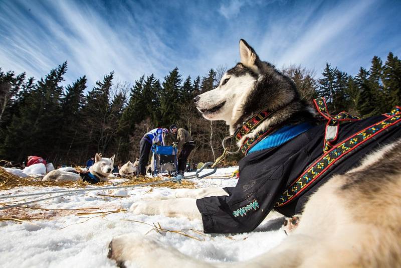 Závody psích spřežení a taženého běžkaře na hřebenech Krkonoše nazývané Ledová Jízda