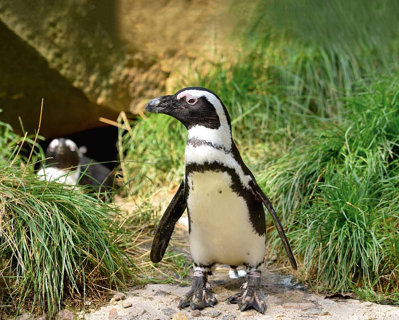 Tučňák brýlový v ZOO Berlin.