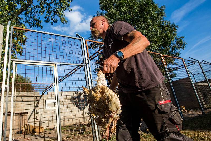 Nejpozoruhodnějším místem je středověký hrad v Černé Vodě u Žacléře, který si tam postavil Martin Zeman. Jeho hrad není veřejně přístupný, nicméně občas tam nějaké návštěvy zabrousí. Pumu, lva, lvice a nově i tygra chová soukromý majitel.