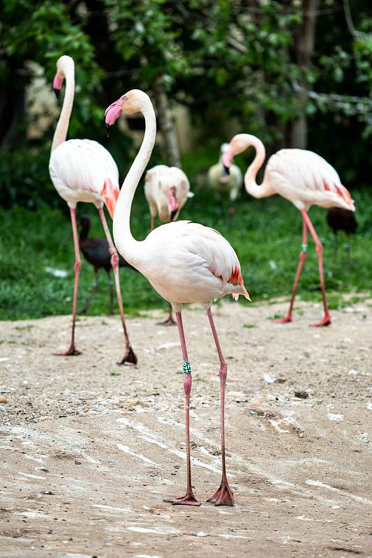 Safaripark Dvůr Králové nad Labem? Zoo v sezoně láká hlavně na nový výběh pro gepardy a nové pavilony.