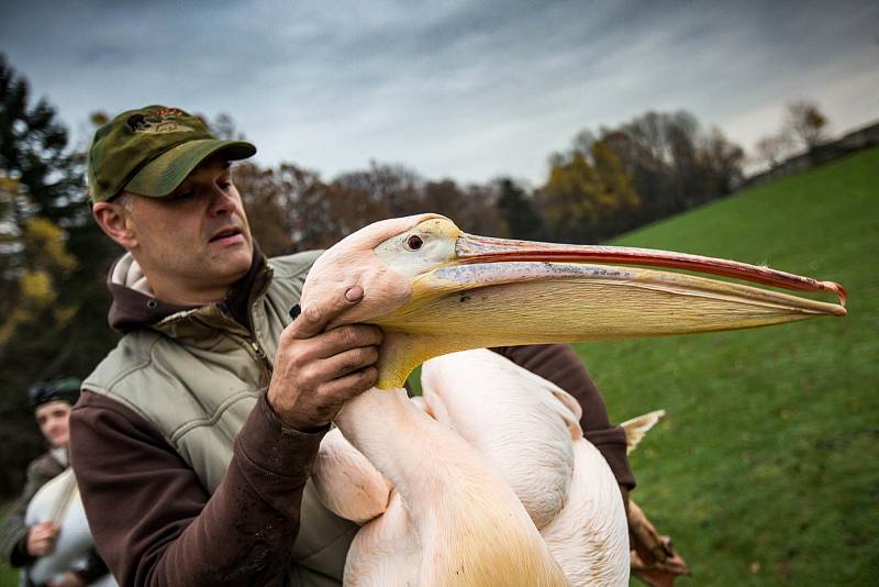 Odchyt pelikánů v ZOO Dvůr Králové