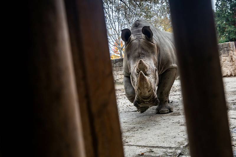 Safari Park Dvůr Králové získal z Německa na posílení chovu nosorožců bílých jižních osmadvacetiletého samce jménem Kusini.