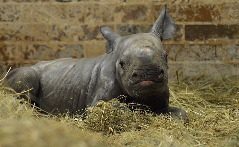 V úterý v ranních hodinách oslavila Zoo Dvůr Králové narození nosorožce dvourohého. Samice Etosha porodila už 45. nosorožce tohoto druhu, který se v podkrkonošské zahradě narodil.