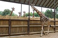 Samec žirafy Rothschildovy, kterého safari park získal z Plzně, se na konci týdne poprvé předvede návštěvníkům. Začne využívat celý výběh u panoramatické lávky v pěším safari.