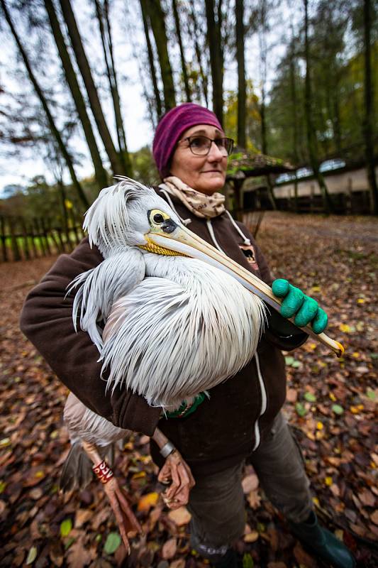 Odchyt pelikánů v safari v zoo Dvůr Králové nad Labem.