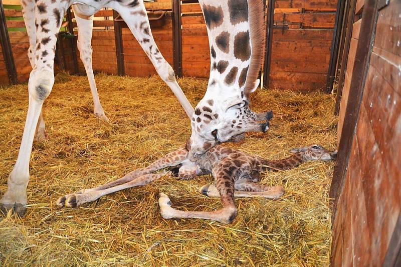 Narození 250. žirafy v zoo Dvůr Králové jesvětovým rekordem