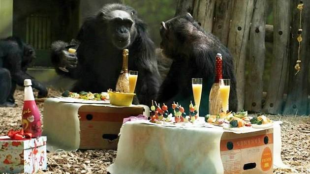 Čtveřice šimpanzů v ZOO pořádně oslavila narozeniny