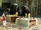 Čtveřice šimpanzů v ZOO pořádně oslavila narozeniny