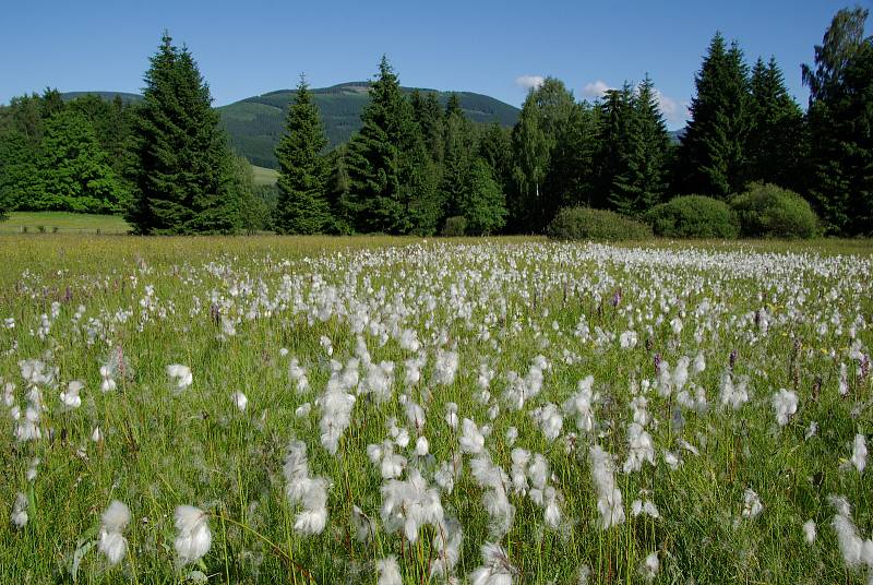 Krkonošský národní park existuje 55 let, byl vyhlášen 17. května 1963.