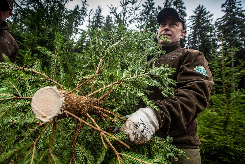 Správa KRNAP každoročně připravuje vánoční stromky z prořezu ve svých lesích.