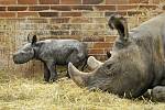 V Safari Parku Dvůr Králové se narodilo mládě nosorožce dvourohého východního.