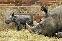 V Safari Parku Dvůr Králové se narodilo mládě nosorožce dvourohého východního.