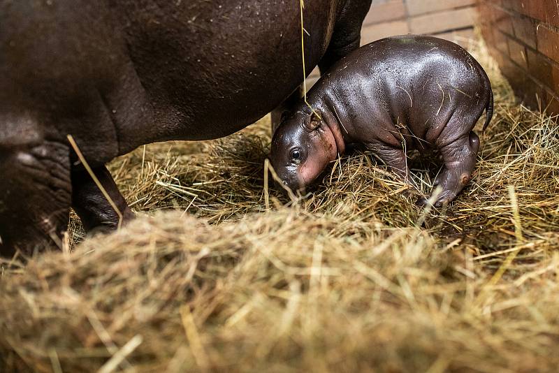 V zázemí zavřeného Safari Parku Dvůr Králové přišlo na svět mládě ohroženého hrošíka liberijského. Jde o samce, o kterého matka bez problémů pečuje. Návštěvníkům se ukáže na jaře.