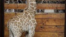Mládě žirafy Rothschildovy - Olivia.