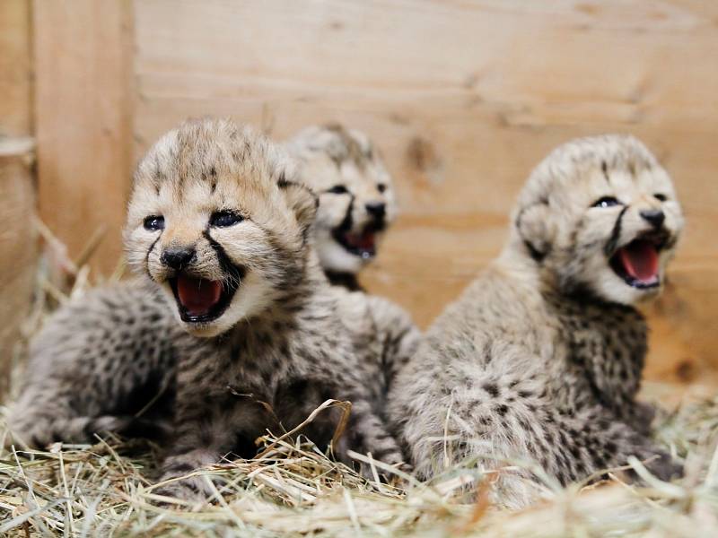 Safari park vítá geparďata. Skupinu rozšířila čtyři mláďata