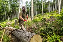Loupání kůrovcového dřeva v Krkonoších. Zatímco v roce 2017 pracovníci Správy KRNAP pokáceli 5 tisíc kubíků kůrovcového dřeva, letos přes 41 tisíc.