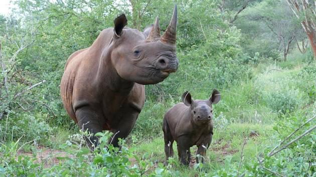 Čtvrté mládě nosorožce dvourohého (vpravo) se narodilo na konci října 2019 samici Deborah v tanzanském národním parku Mkomazi, kam byla převezena v roce 2009 ze ZOO Dvůr Králové nad Labem společně s otcem mláděte samcem Jamiem. Opět je to samička.