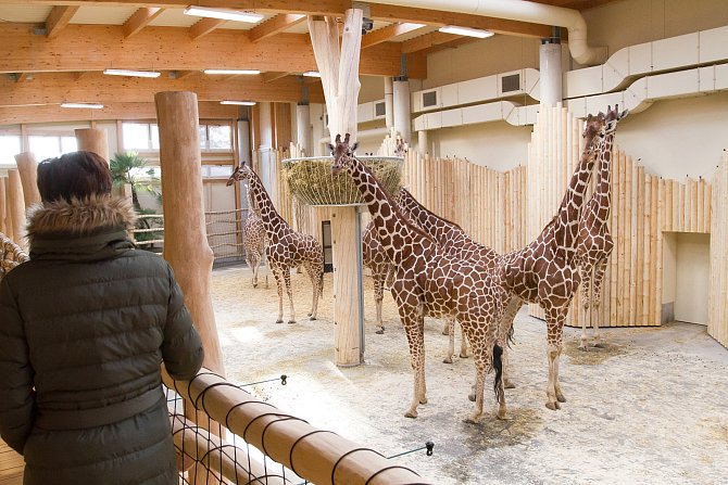 V novém pavilonu žiraf v dvorské zoo se můžou návštěvníci podívat zvířatům z očí do očí.