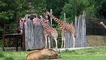 Africké dny v Safari parku Dvůr Králové nad Labem.