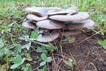 Podzimní úlovky houbařů na Trutnovsku. Na snímku hlíva ústřičná.