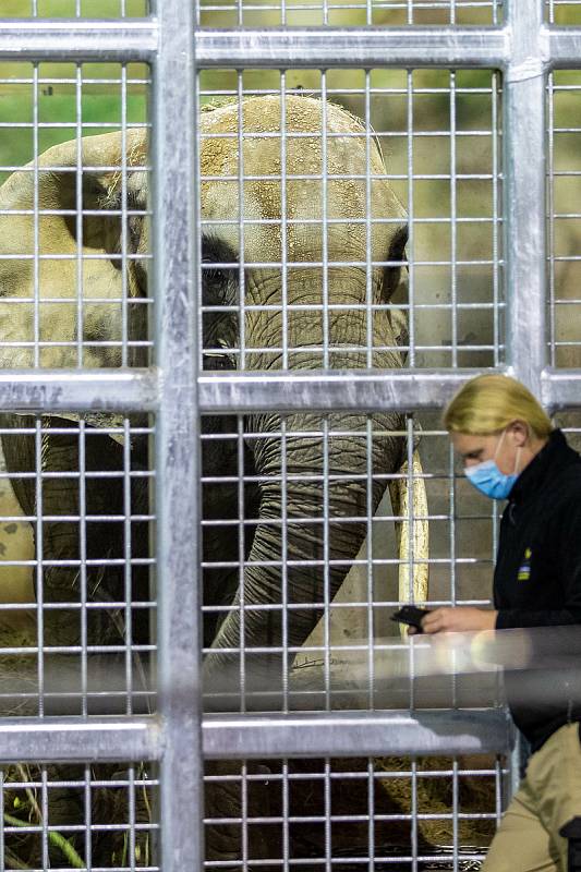 Do Safari Parku Dvůr Králové zamířila v pátek nová sloní samice z vídeňského Schönbrunnu.