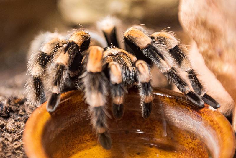 Safari Park Dvůr Králové otevřel brány návštěvníkům 3. prosince. Lidé tam přijeli během víkendu na výlet.