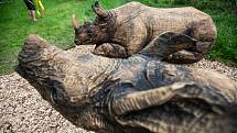 Na Stezce korunami stromů Krkonoše v Janských Lázních byly v úterý instalovány dvě sochy nosorožců od dřevosochaře Martina Kučery z Nového Bydžova.