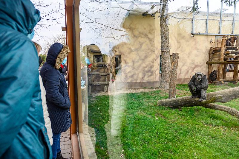 Do Safari Parku Dvůr Králové přišly první den po otevření zoologických zahrad čtyři stovky návštěvníků.