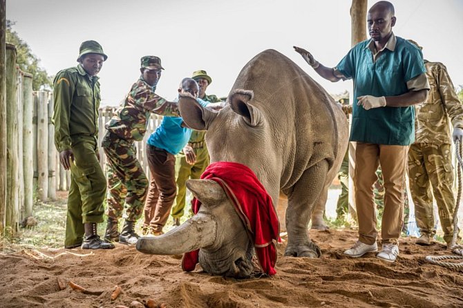 Bílým nosorožcům pomůže nový pivní speciál