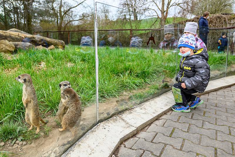 Do Safari Parku Dvůr Králové přišly první den po otevření zoologických zahrad čtyři stovky návštěvníků.
