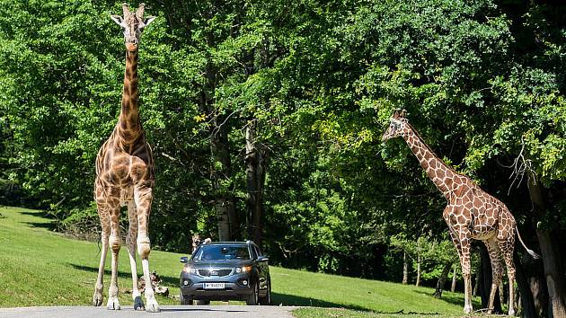 Žirafy jen tak něco nerozhodí, provoz aut v safari berou s nadhledem.