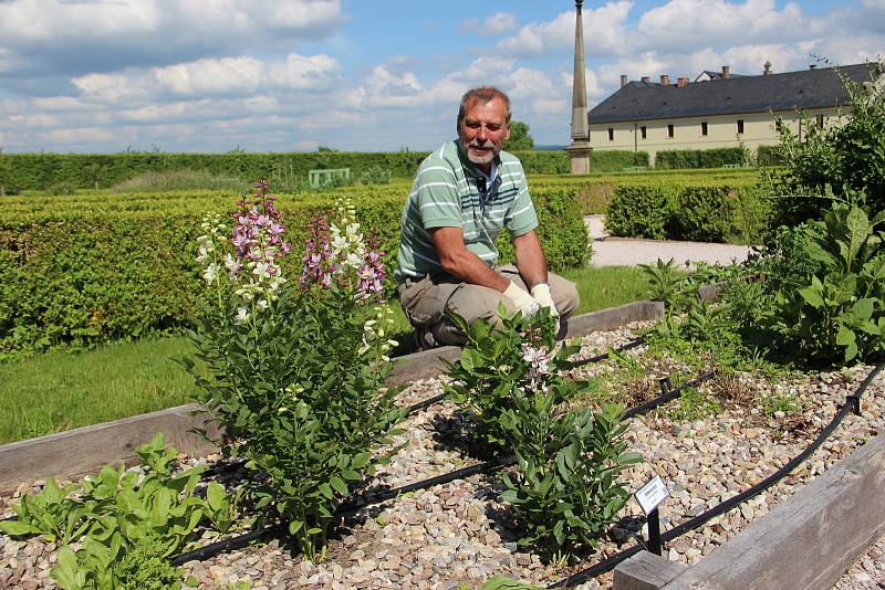 Bylinková zahrada v Kuksu je rozdělena do 16 pravidelných čtverců. Čtyři z nich jsou zatravněné, ve zbylých se na 144 záhonech pěstují bylinky, zelenina i květiny. Areál doplňují ovocné stromy nebo keře. Lidé se tu seznamují i s nevšední mišpulí či kdoulí