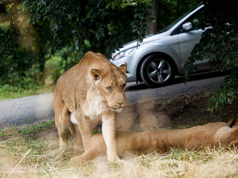 Zoo ve Dvoře Králové - safari.