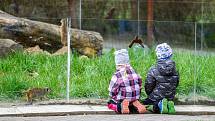 Do Safari Parku Dvůr Králové přišly první den po otevření zoologických zahrad čtyři stovky návštěvníků.