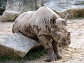 Nosorožčí samici Elišku vrátí do Afriky. Zřejmě příští rok