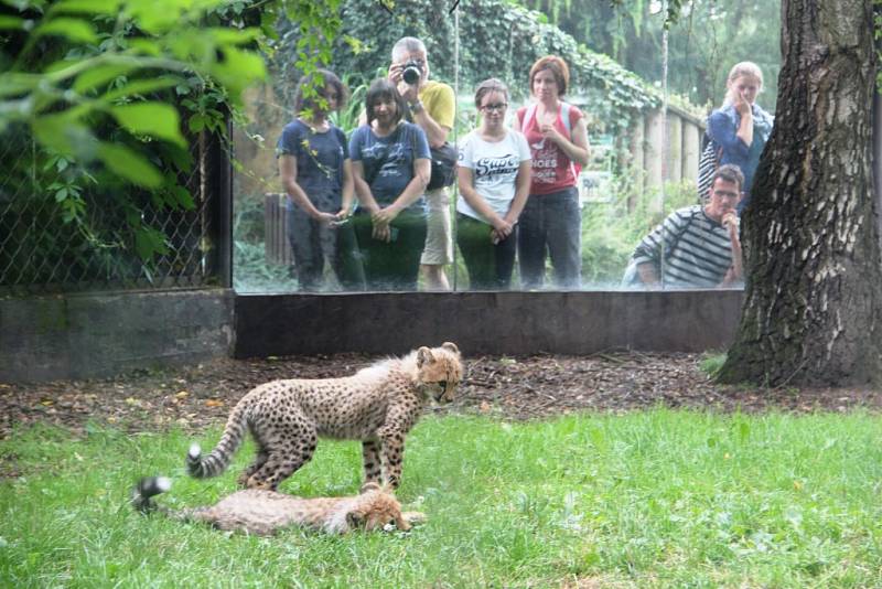 Simona Stašová křtila v Zoo Dvůr Králové gepardí mláďata