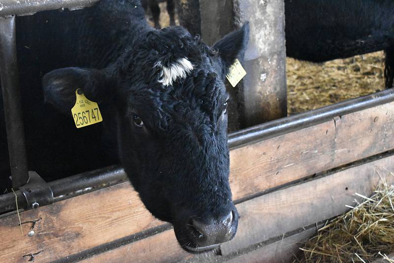 Rodinná farma Basařovi v Prosečném chová přes 200 kusů hovězího dobytka, převážně plemene Aberdeen Angus.