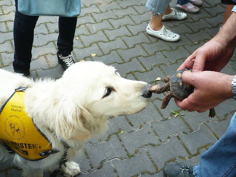 Zoologickou zahradu ve Dvoře Králové navštívil Klub vozíčkářů Trutnov už potřetí. 