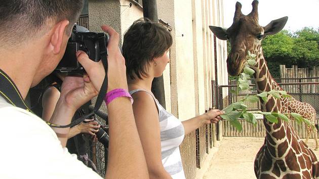 V královédvorské zoologické zahradě se uskutečnil fotografický workshop Fotosafari. Účastníci se pod vedením fotografa Jana Svatoše učili fotografovat zvířata. Součástí workshopu byla i návštěva žirafince spojená s krmením žiraf.