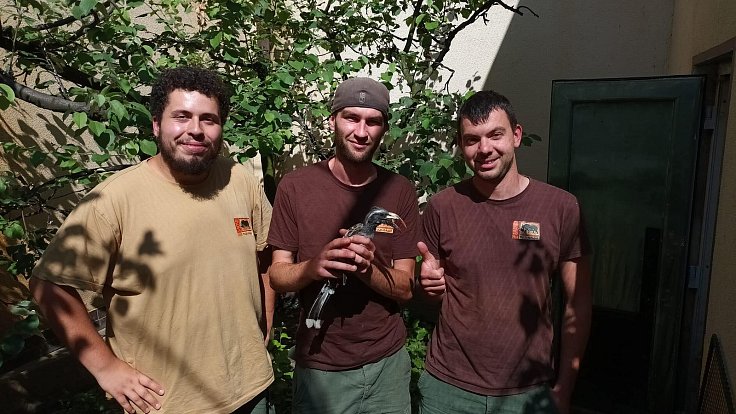 Chovatelé Safari Parku Dvůr Králové ve čtvrtek odchytili samici zoborožce šedého, která uprchla z areálu zoo.